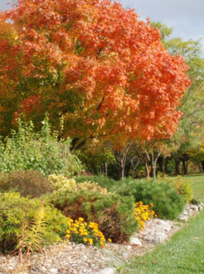 Arboretum Fall 1